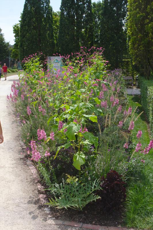 2019-07-26 13:54:33 ** Bad Zwischenahn, Botanischer Garten, Deutschland ** 