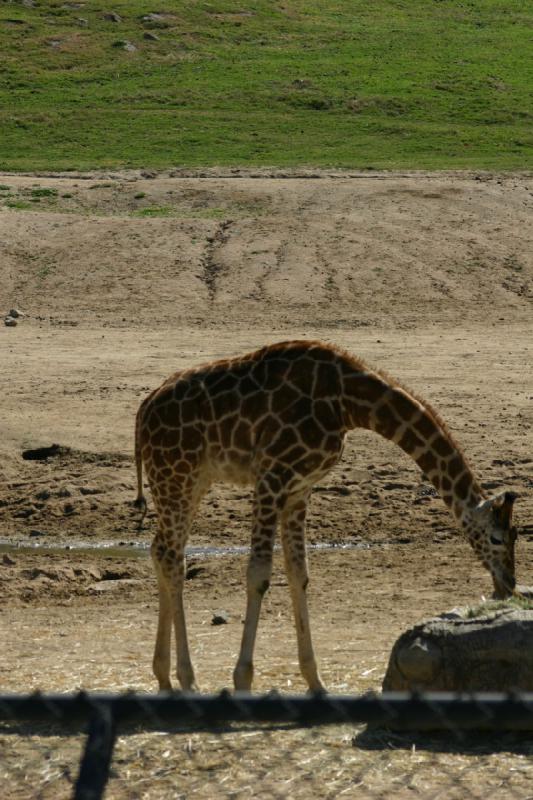 2008-03-21 10:29:42 ** San Diego, San Diego Zoo's Wild Animal Park ** 