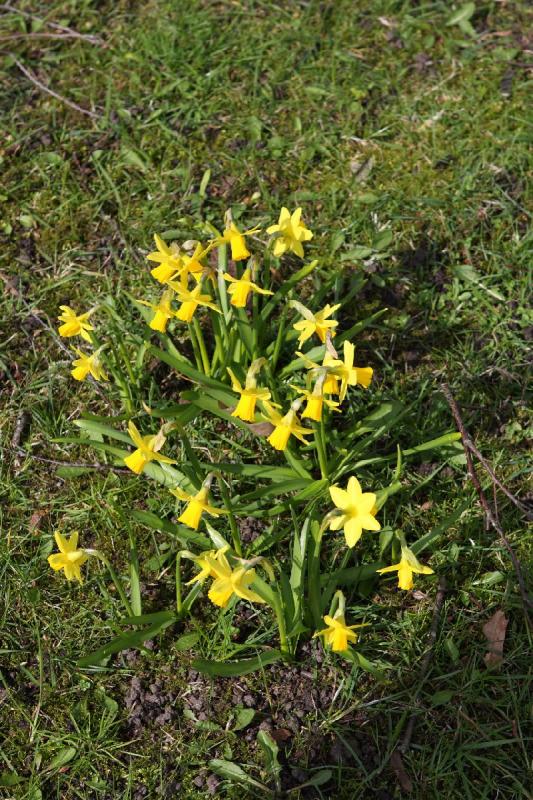 2010-04-03 13:45:21 ** Bad Zwischenahn, Flowers, Germany ** Daffodils.