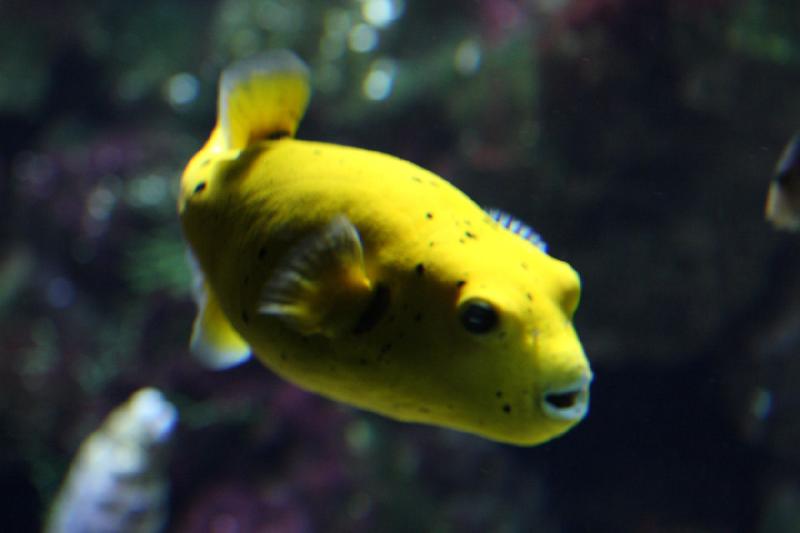2010-04-10 15:32:26 ** Aquarium, Deutschland, München, Zoo ** 
