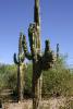 Saguaro cacti.