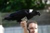 The raven looks at the money more closely.