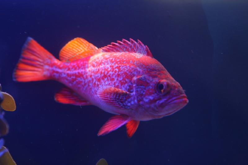 2014-03-12 13:58:28 ** Chicago, Illinois, Shedd Aquarium ** 