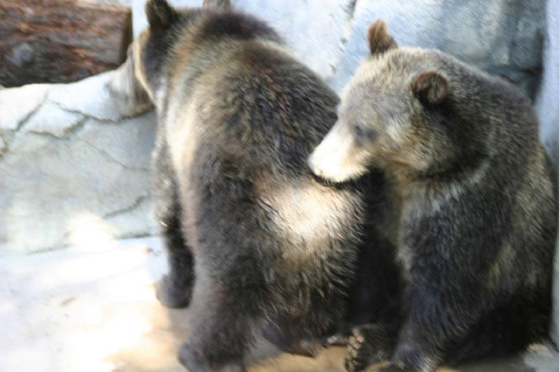 2008-03-20 11:11:48 ** San Diego, Zoo ** Die beiden jungen Grizzly-Brüder.