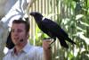 The raven is trained to pick up a bill from one of the visitors and bring it back to the trainer.