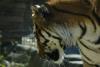 Siberian tiger.