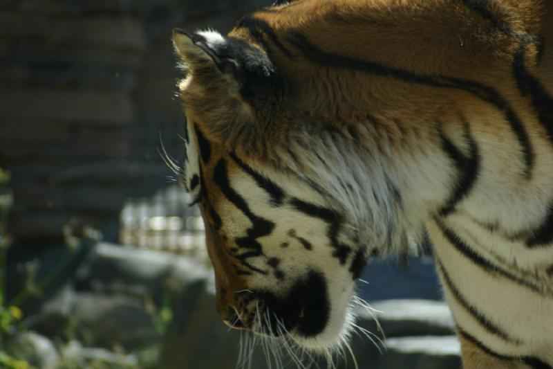 2007-06-18 10:20:20 ** Tiger, Utah, Zoo ** Sibirischer Tiger.