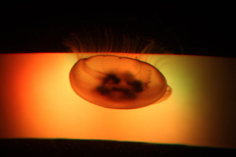 2012-06-16 10:40:43 ** Aquarium, Seattle ** 