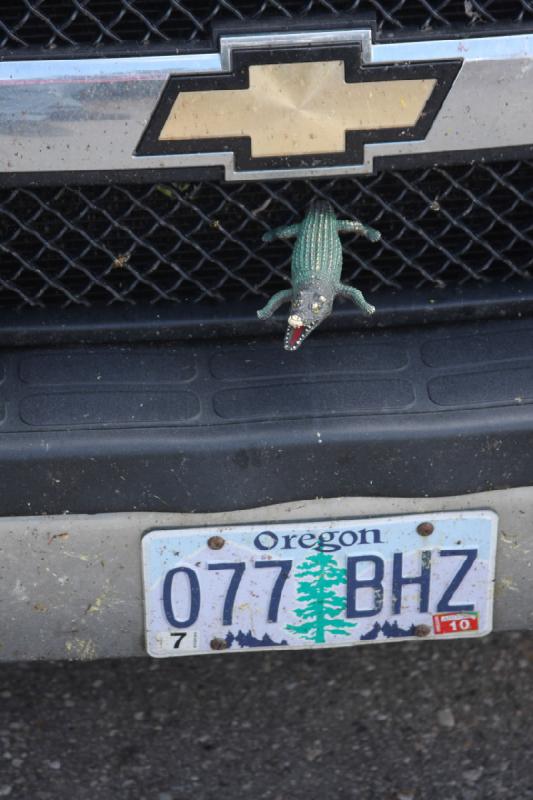 2008-08-15 10:45:46 ** Yellowstone National Park ** These guests from Oregon obviously ran over a crocodile.