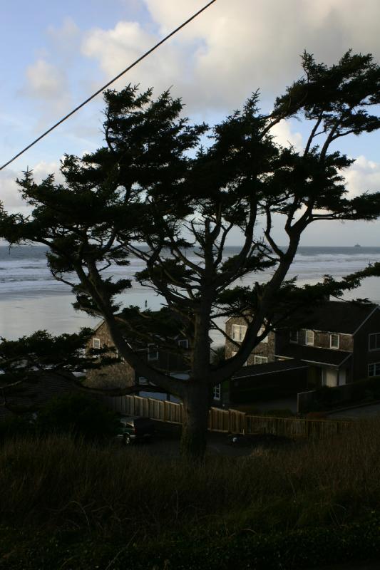 2006-01-28 17:04:52 ** Cannon Beach, Oregon ** A tree.