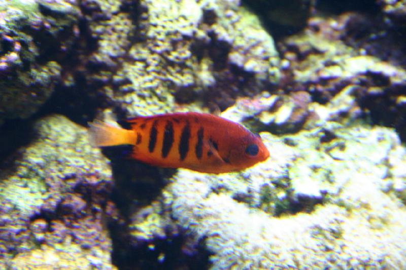 2007-09-01 11:28:52 ** Aquarium, Seattle ** Red fish with black stripes.