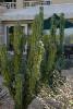 Peruvian apple cactus.