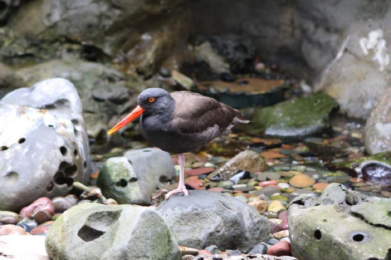 2012-06-16 12:17:22 ** Aquarium, Seattle ** 
