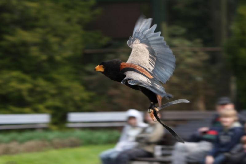 2010-04-13 14:35:33 ** Germany, Walsrode, Zoo ** 