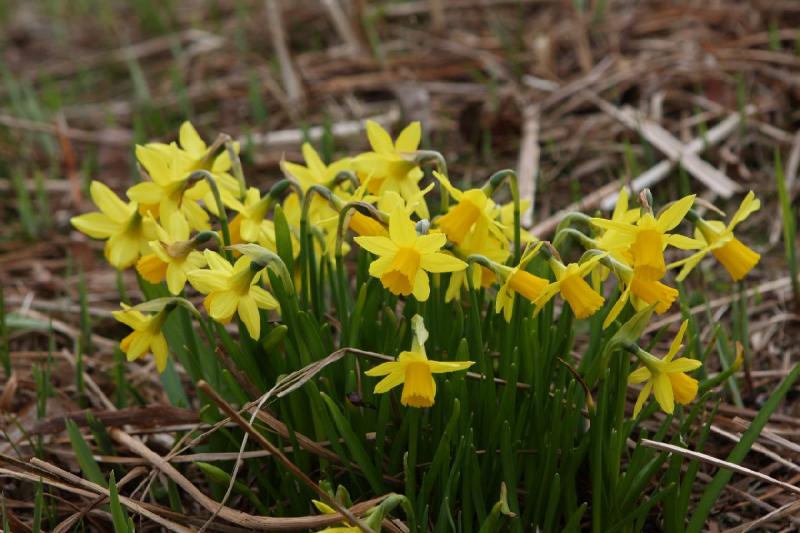 2010-04-03 13:57:47 ** Bad Zwischenahn, Blumen, Deutschland ** Osterglocken.