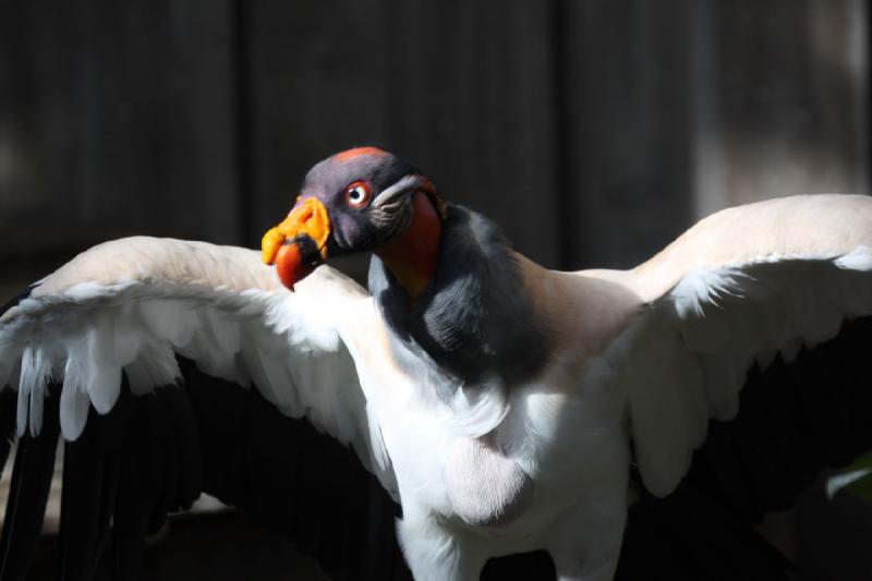 2011-07-16 08:59:31 ** King Vulture, Utah, Zoo ** 