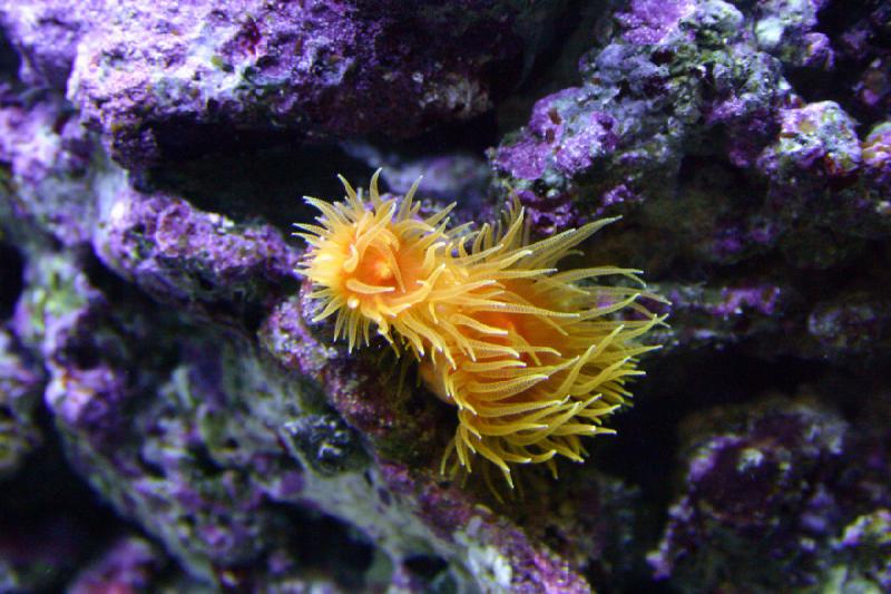 2007-10-13 11:42:04 ** Aquarium, California, Zoo ** Sea anemone. 2007-10-13 11:42:04 ** Aquarium, California, Zoo ** Sea anemone.