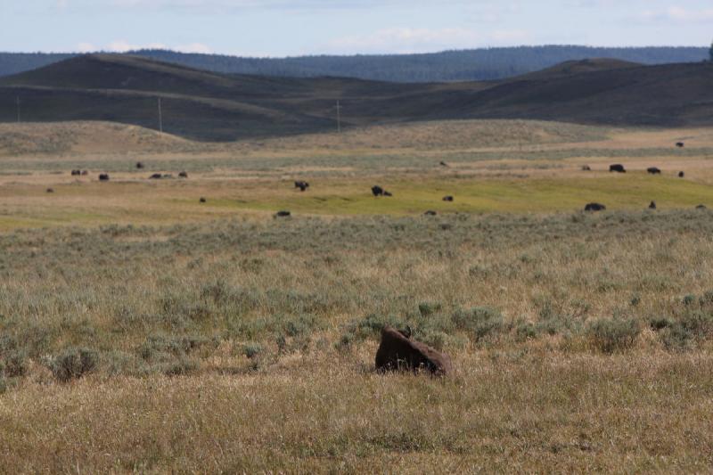 2008-08-15 17:07:01 ** Bison, Yellowstone Nationalpark ** 