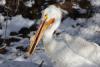 We were right on time for the feeding of the pelicans.