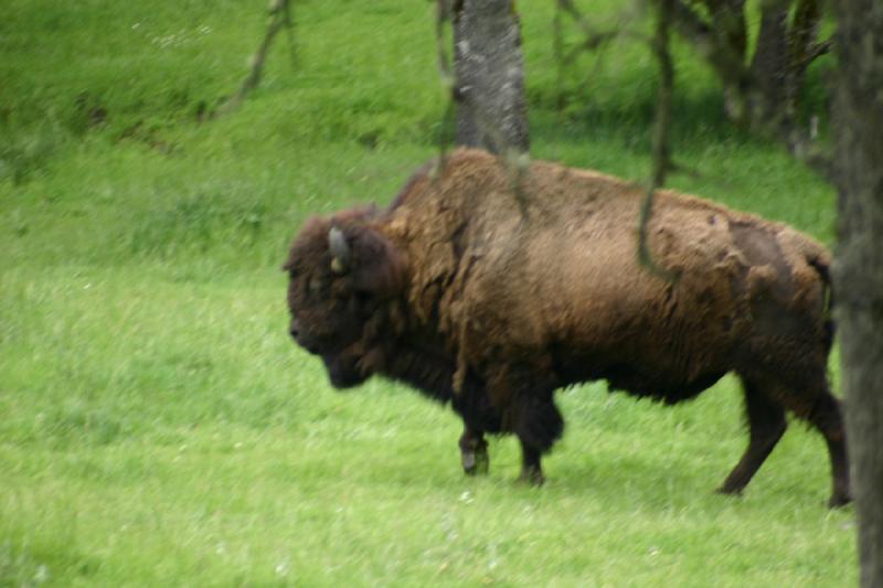 2005-05-07 14:47:54 ** Oregon, Roseburg, Zoo ** This buffalo was all by itself. 2005-05-07 14:47:54 ** Oregon, Roseburg, Zoo ** This buffalo was all by itself.