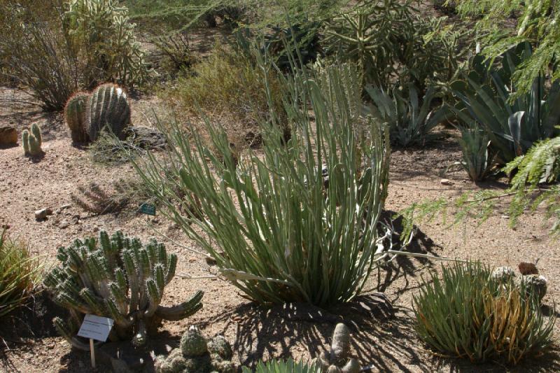 2007-10-27 13:09:08 ** Botanical Garden, Cactus, Phoenix ** Cacti.
