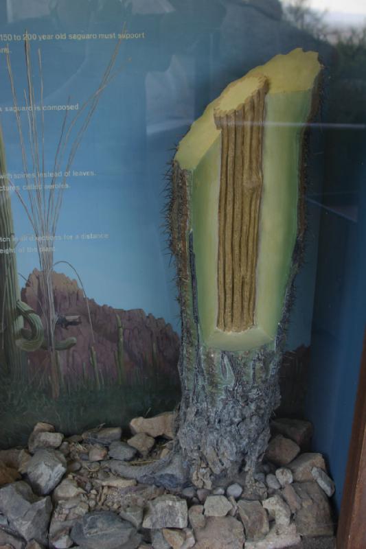 2006-06-17 18:12:44 ** Botanical Garden, Tucson ** Setup of a Saguaro cactus.