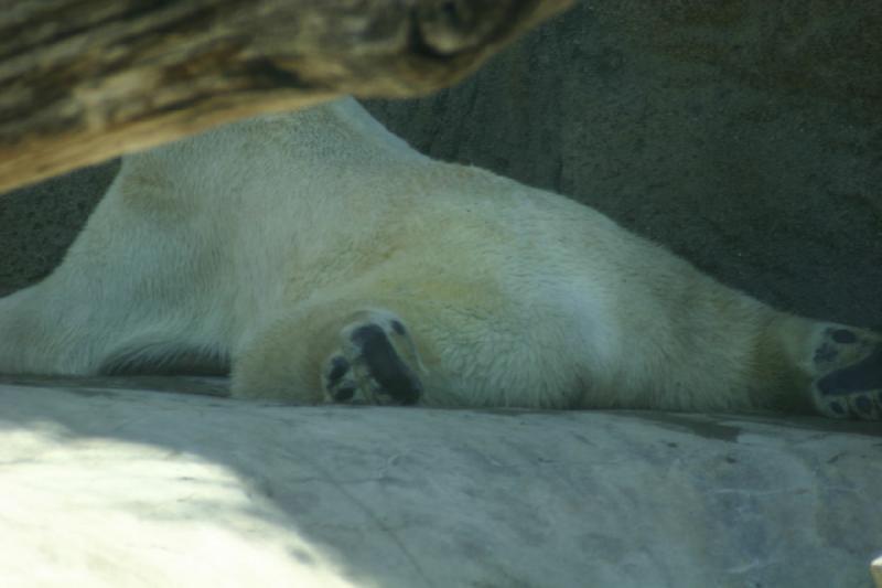 2008-03-20 12:44:28 ** San Diego, Zoo ** Polar Bear.