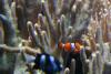 Clownfish in the corals.