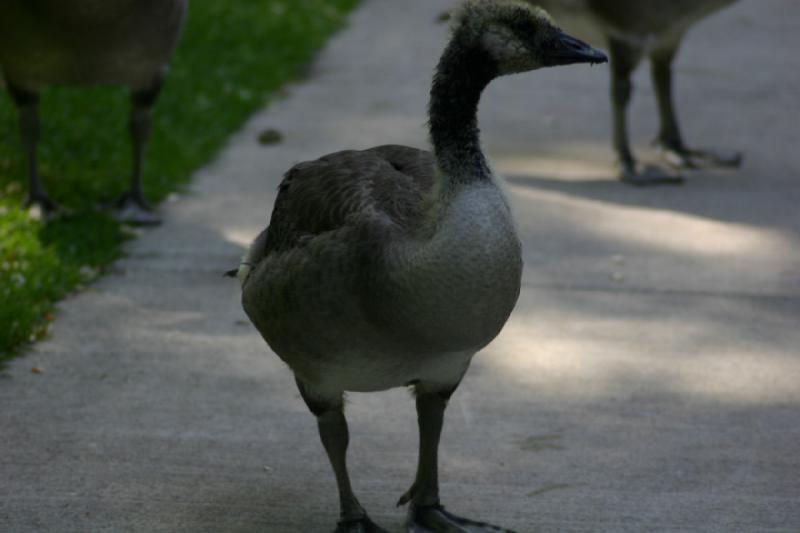 2005-05-21 16:37:30 ** Tracy Aviary ** Young goose.