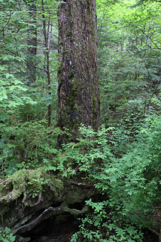 2012-06-19 09:24:32 ** Alaska, Cruise, Ketchikan, Totem Bight State Historic Park ** 2012-06-19 09:24:32 ** Alaska, Cruise, Ketchikan, Totem Bight State Historic Park **