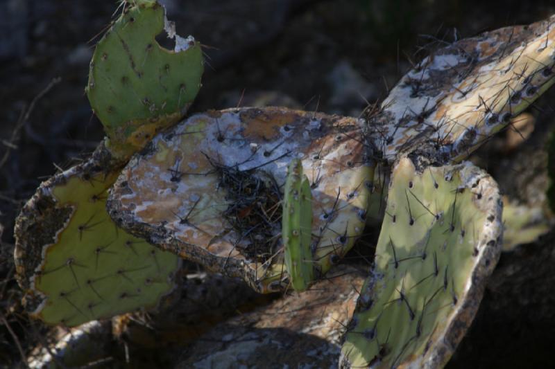 2006-06-17 17:12:28 ** Botanical Garden, Cactus, Tucson ** Opuntia remains.