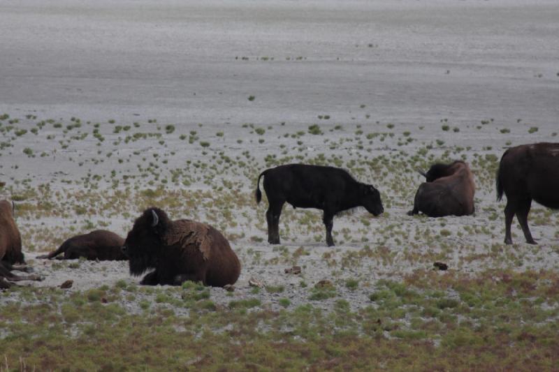 2013-08-24 13:51:04 ** Antelope Island, Bison, Utah ** 2013-08-24 13:51:04 ** Antelope Island, Bison, Utah **