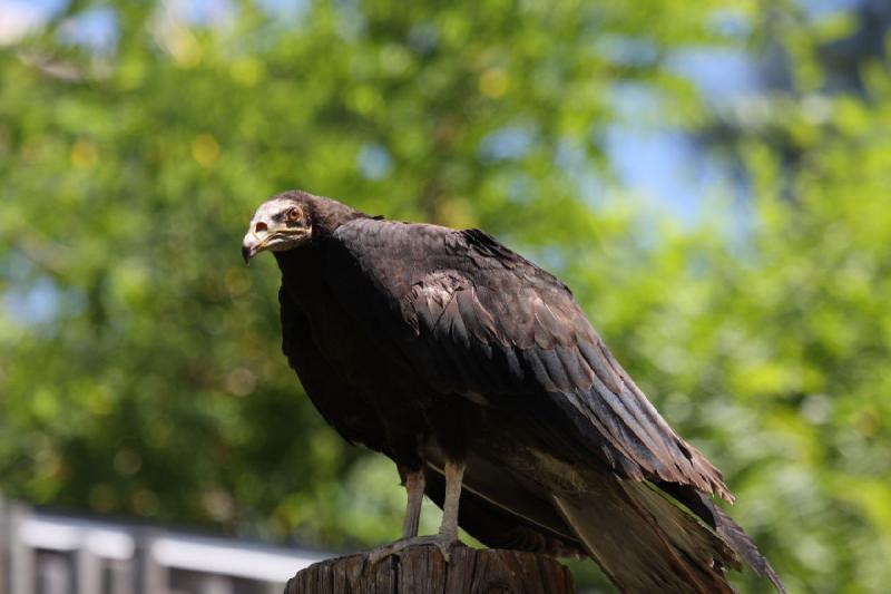 2011-07-15 15:13:03 ** Utah, Zoo ** 