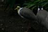 Ein weiterer Vogel mit langen Beinen.
