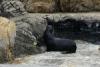 Sea lions.
