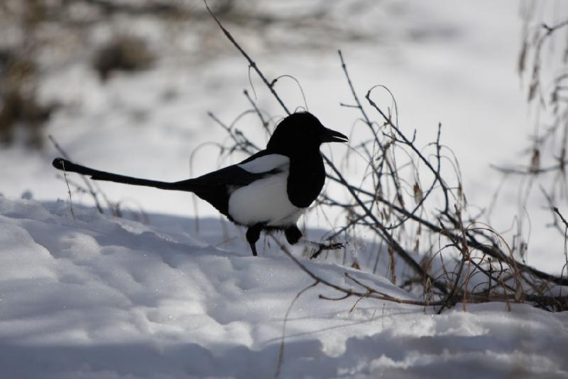2009-02-13 14:04:37 ** Utah, Zoo ** Magpies like in the zoo as well. Probably there's some food available for them.