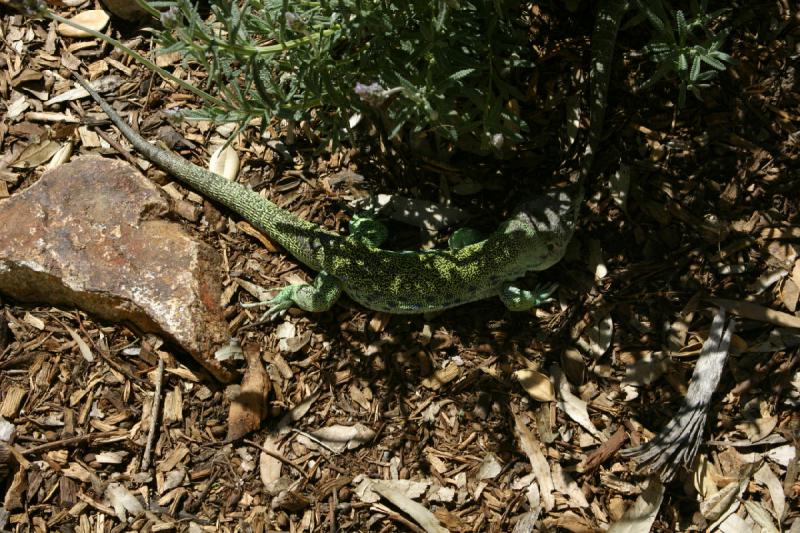 2008-03-20 13:56:12 ** San Diego, Zoo ** This green lizard, of which I don't know what kind of lizard it is, made itself comfortable in the shade of the bush.