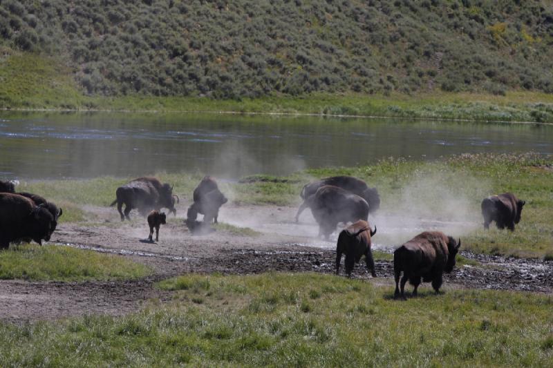 2008-08-16 11:39:03 ** Bison, Yellowstone National Park ** 