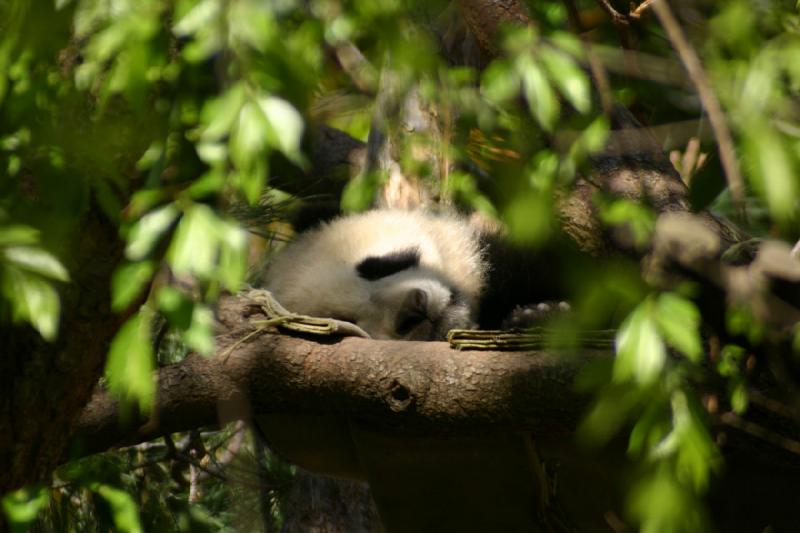 2008-03-20 11:39:04 ** San Diego, Zoo ** Sleeping Panda.