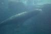 Sea lion.