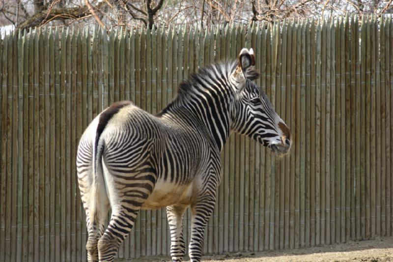 2007-03-11 14:06:16 ** Utah, Zoo ** Zebra.