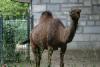 Dromedaries are the camels with only one hump.