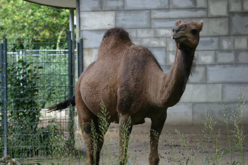 2005-08-24 13:06:53 ** Berlin, Deutschland, Zoo ** Dromedare sind die Kamele mit nur einem Höcker. 2005-08-24 13:06:53 ** Berlin, Deutschland, Zoo ** Dromedare sind die Kamele mit nur einem Höcker.