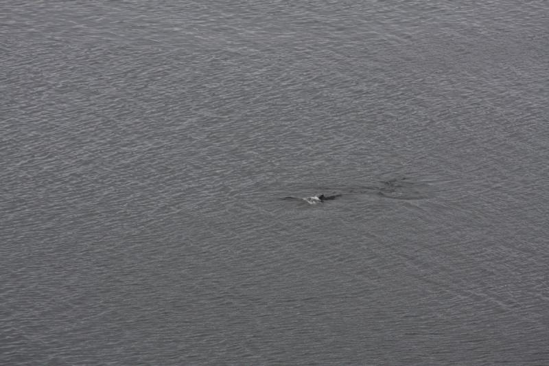 2012-06-19 20:14:06 ** Alaska, Cruise, Humpback Whale ** 