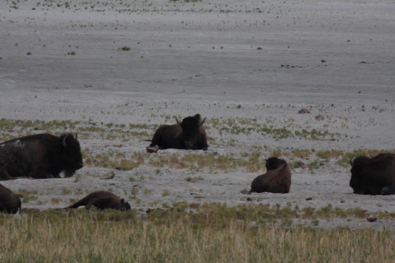 2013-08-24 13:53:07 ** Antelope Island, Bison, Utah ** 2013-08-24 13:53:07 ** Antelope Island, Bison, Utah **