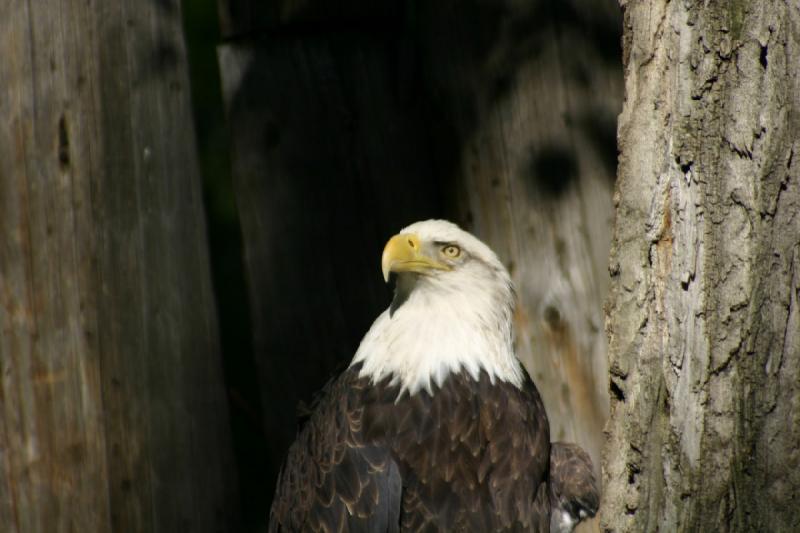 2005-05-21 17:51:26 ** Tracy Aviary ** Bald eagle.