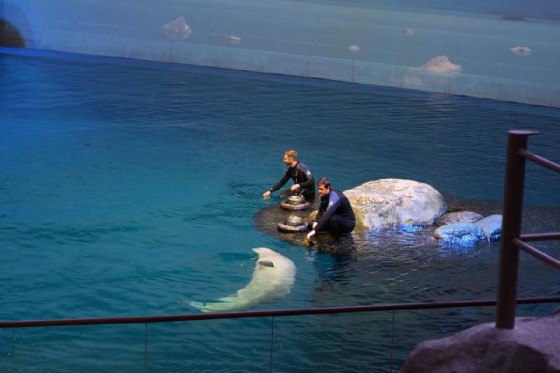 2014-03-12 12:30:47 ** Chicago, Illinois, Shedd Aquarium ** 