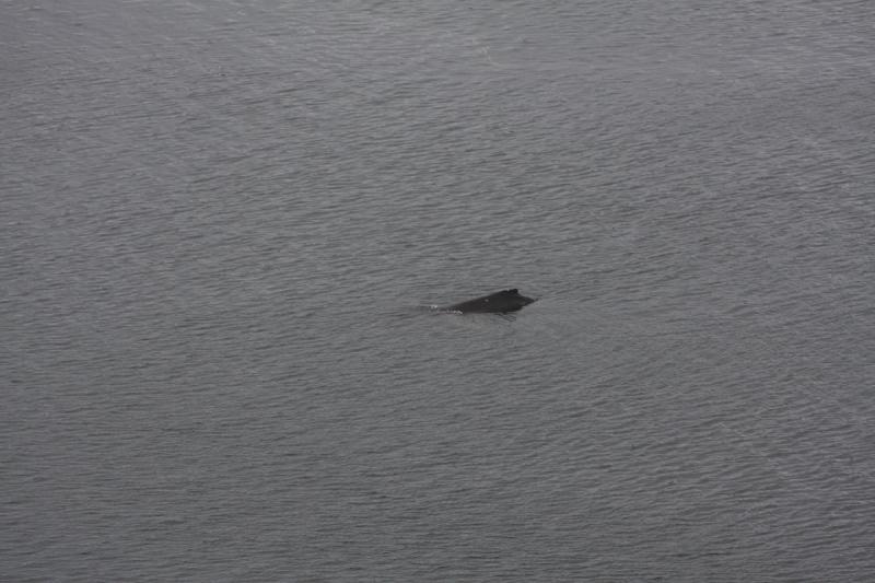 2012-06-19 20:14:00 ** Alaska, Cruise, Humpback Whale ** 