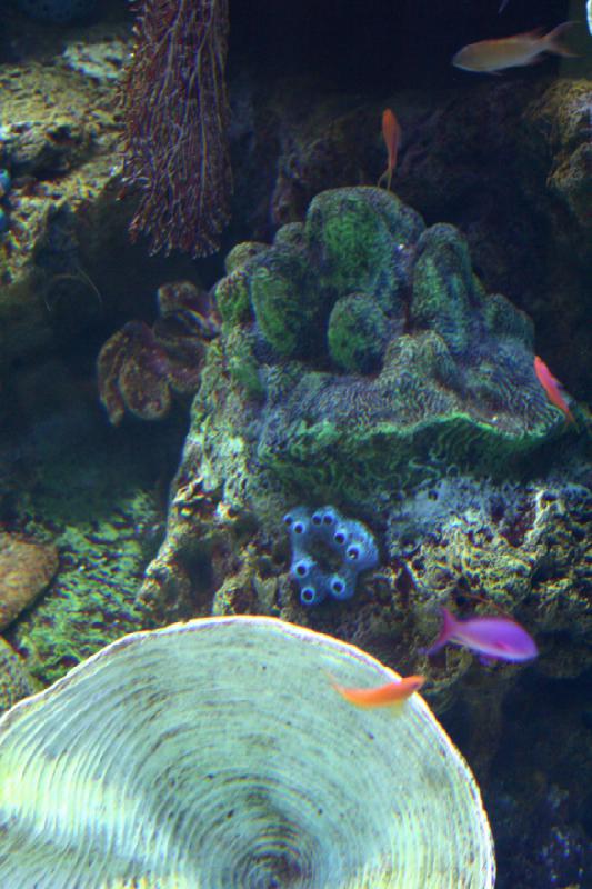 2007-10-13 13:02:42 ** Aquarium, California, Zoo ** Corals and fish. 2007-10-13 13:02:42 ** Aquarium, California, Zoo ** Corals and fish.
