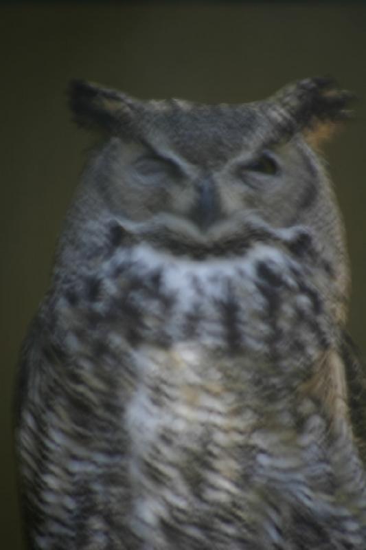 2005-05-21 17:58:06 ** Tracy Aviary ** Owl near the entrance.